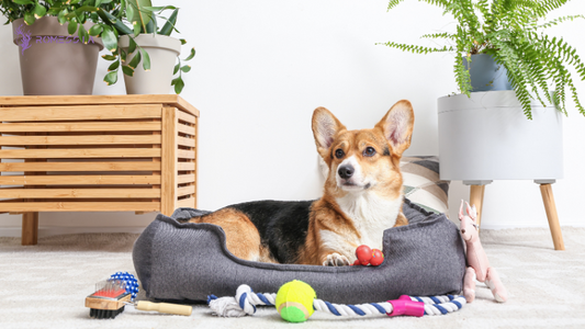 Best Pet Accessories in 2025: Must-Have Items for a Happier, Healthier Pet Life
