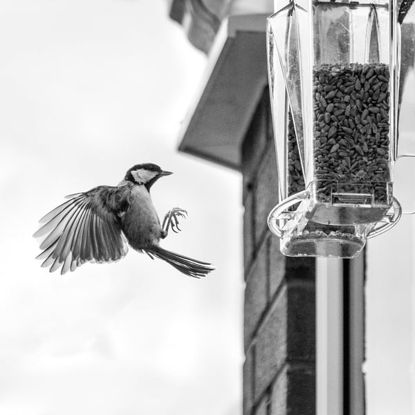 🐦 Limited Time Sale 49% OFF 💝 Arch Window Bird Feeder 🏠